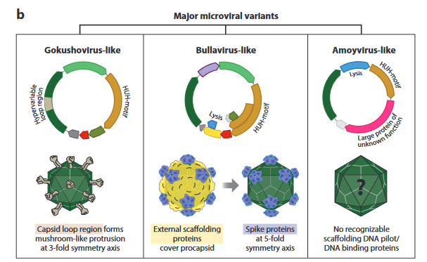 New paper - Microviruses: A World Beyond phiX174