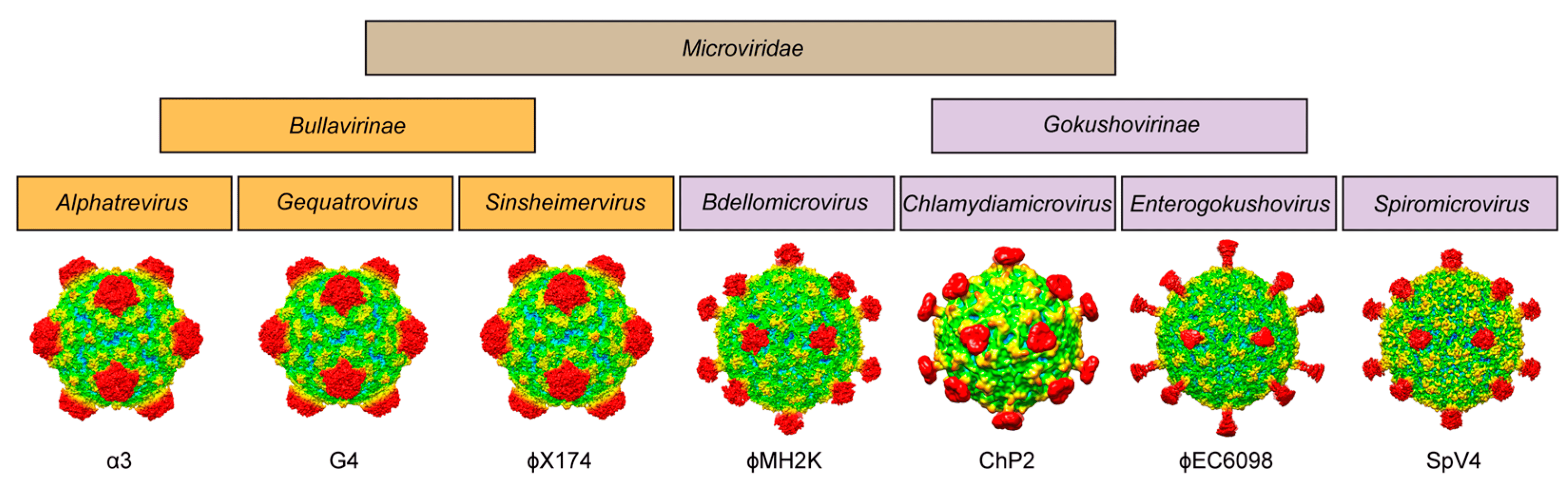 phage family portrait